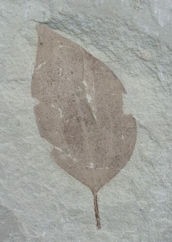 Nice Fossil Leaf Green River Formation #4891